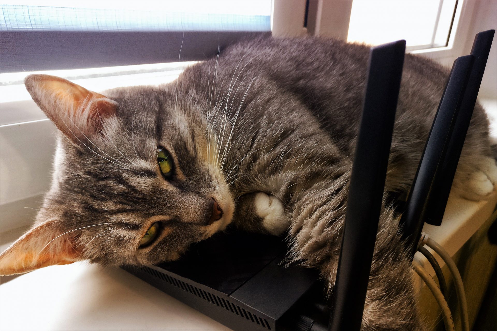 Tabby cat lying on a Wi-Fi router