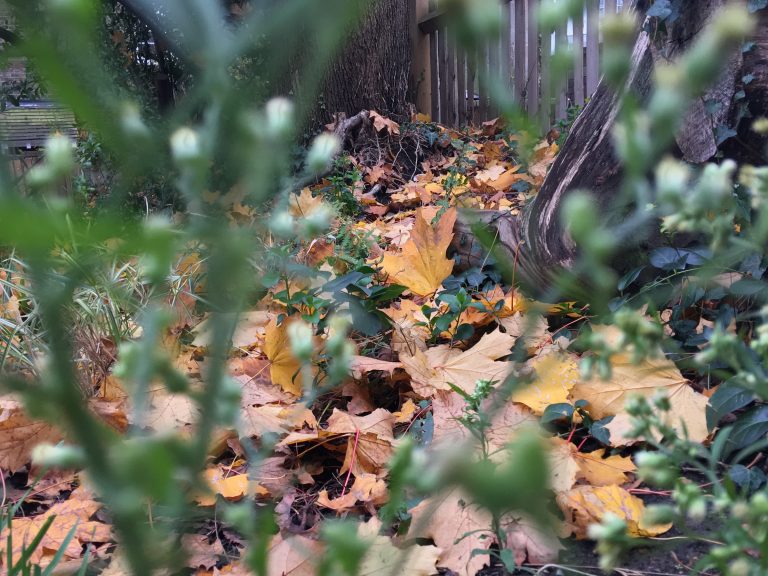 more inventively framed shot of autumnal leaves