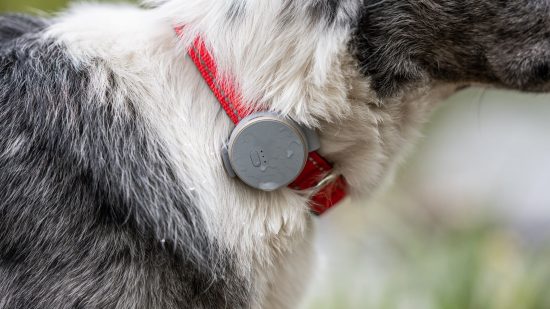 illustrative image of the Vodafone Curve tracker attached to a dog collar